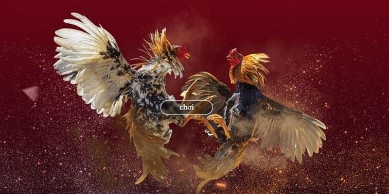 Cách tham gia sảnh đá gà F8bet