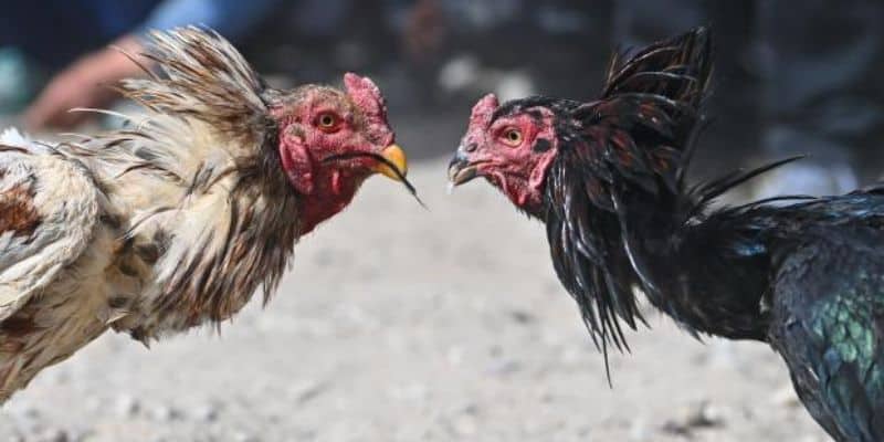 Sư kê nên chọn chiến binh sở hữu ánh mắt sắc, luôn nhìn về trước