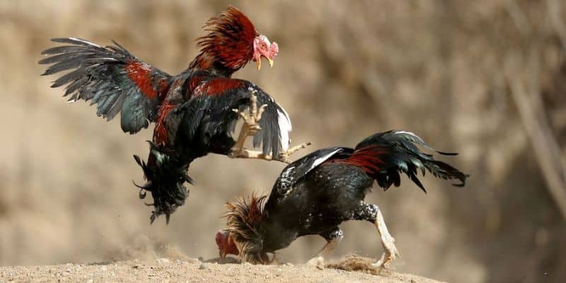 Mỗi chiến binh tham dự đều phải thỏa mãn quy định về cân nặng