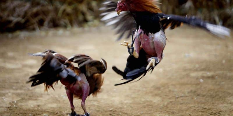 Sư kê nên thường xuyên kiểm tra cựa trước khi vào đấu