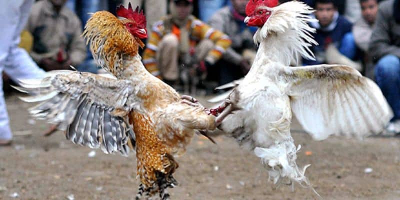 Mỗi lần giao tranh chỉ mất 5 phút để tìm ra chiến kê vô địch