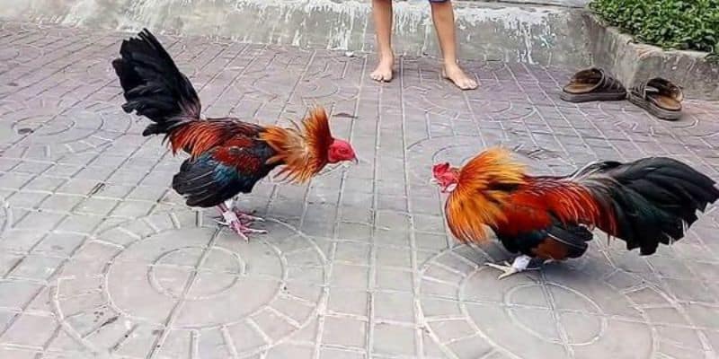 Hình thức chọi gà cựa sắt là gì?