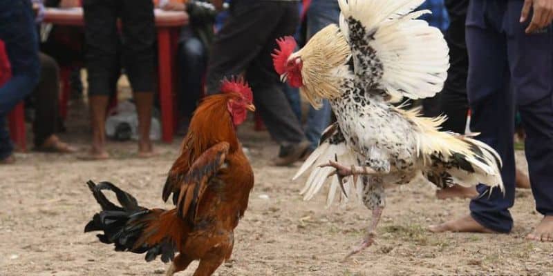 Lý giải về sức hút của thể loại đá gà cựa sắt