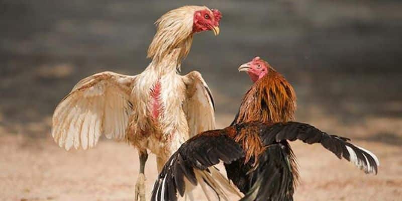 Đá gà cựa sắt là một trong những hình thức cá độ lâu đời