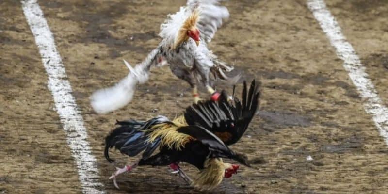 Phát sóng trực tiếp những màn tranh tài kịch tính