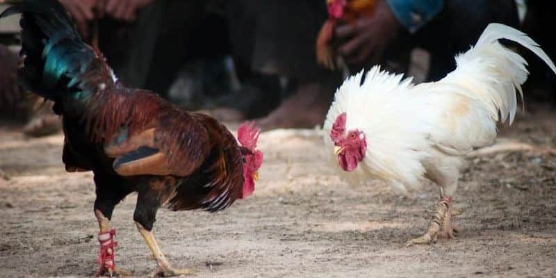 Theo dõi và cá cược đá gà cựa sắt tại F8bet