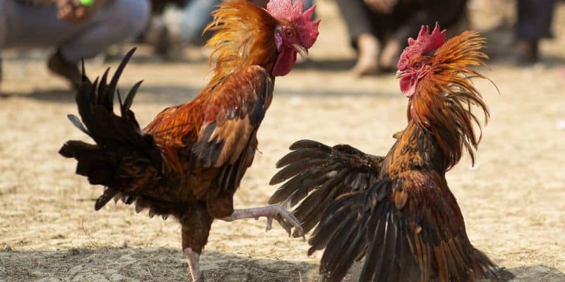 Hướng dẫn tham gia đá gà cựa sắt tại F8bet