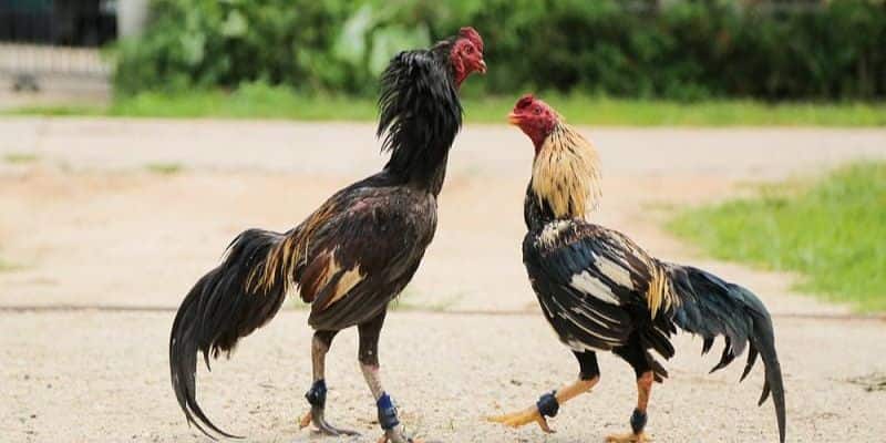 Hình Thức Đá Gà Cựa Sắt Mang Đến Các Trận Đấu Hấp Dẫn