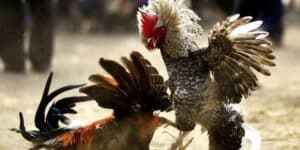 Tìm Hiểu Đá Gà Thomo Trực Tiếp Dành Cho Tân Thủ Tại F8Bet