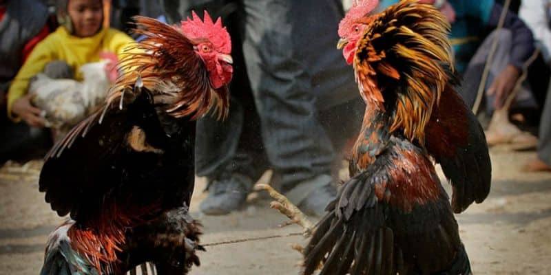 Hình thức đá gà nổi tiếng