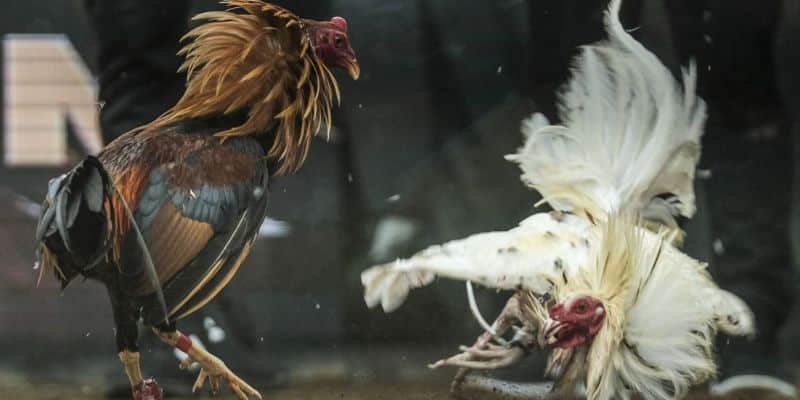 Cách tham gia đá gà Thomo