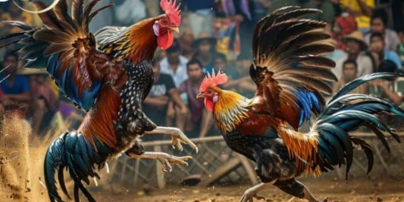 Những quy tắc khi tham gia chơi đá gà thomo tại F8bet chi tiết