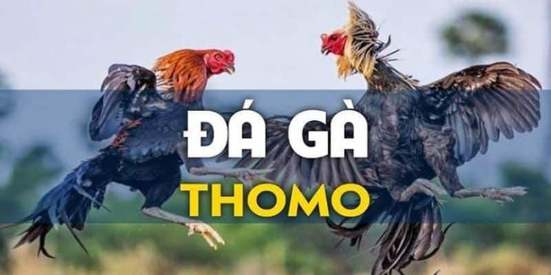 Đá Gà Thomo Tại F8bet - Thông Tin Chi Tiết Không Nên Bỏ Qua