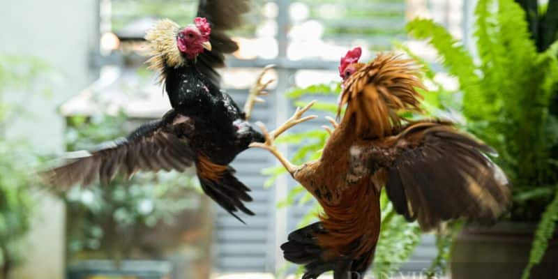 Tìm hiểu tổng quan về hình thức đá gà thomo tại F8BET là gì