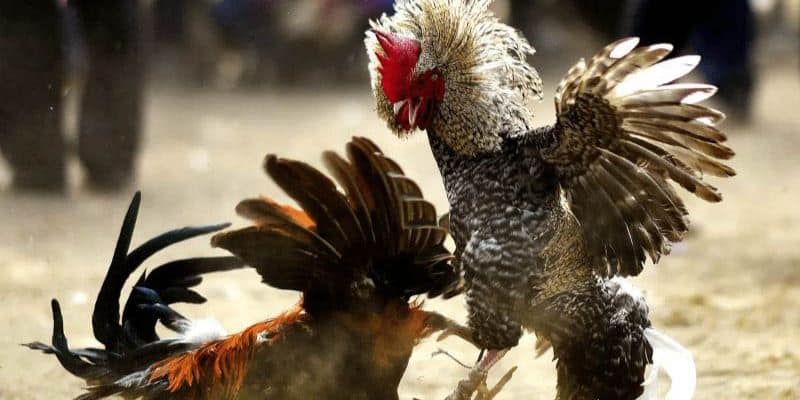 Tìm Hiểu Đá Gà Thomo Trực Tiếp Dành Cho Tân Thủ Tại F8Bet