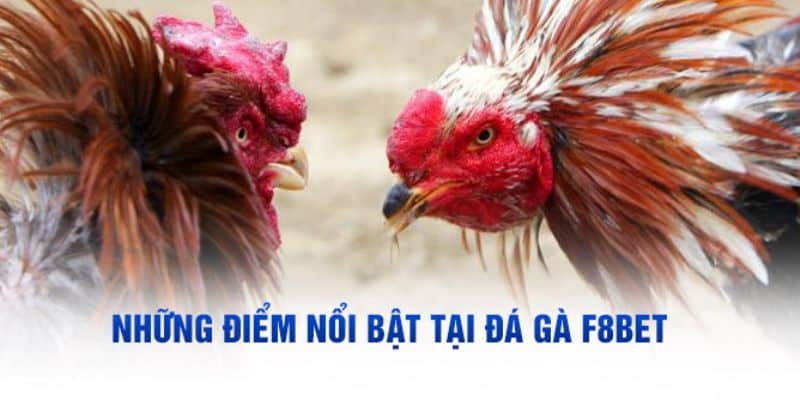 Điểm thu hút của đá gà F8bet