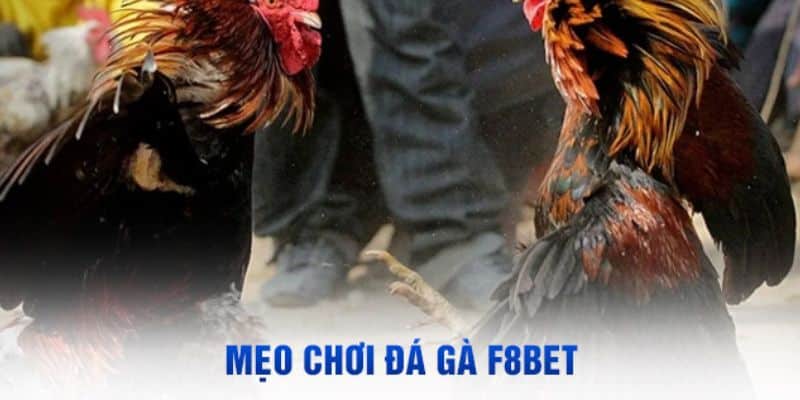 Những mẹo chơi đá gà F8bet hiệu quả