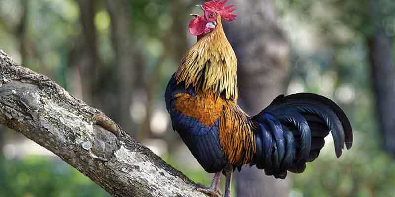 Xem màu mạng cần kết hợp các yếu tố khác nhau