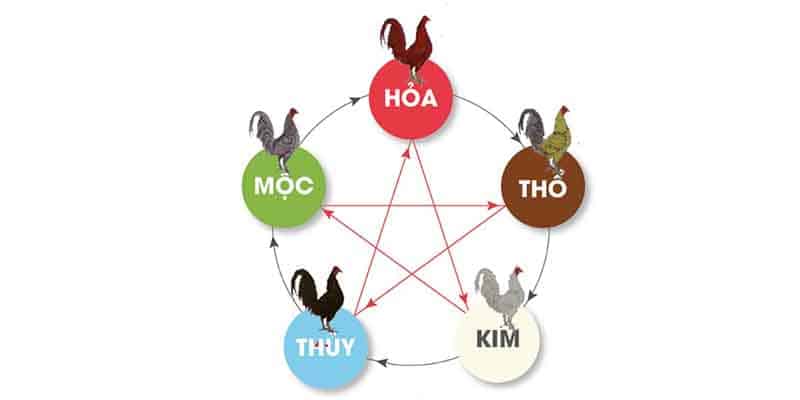 Xem Màu Mạng Gà - Hướng Dẫn Các Cách Thực Hiện Chuẩn