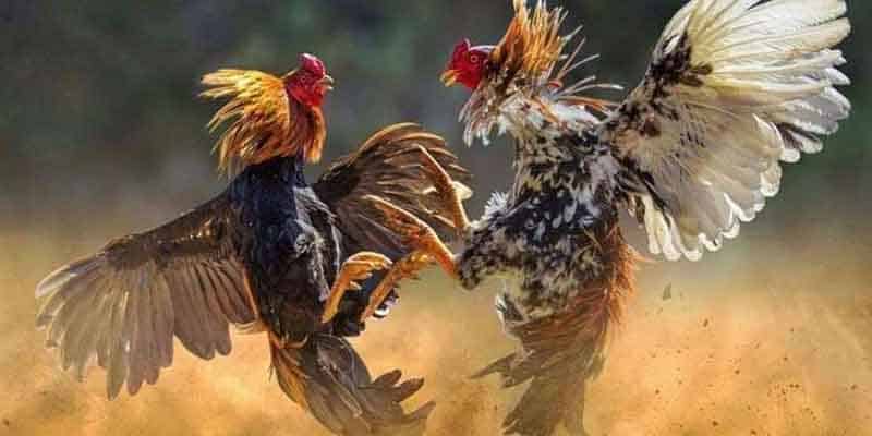 Xem màu mạng không đảm bảo hiệu quả 100% như mọi người nghĩ